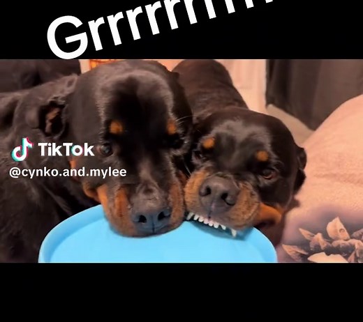 #grr#rottweiler#loud#myrottycynko#mybebies#fun#freezebee#toy#dogtoys#fun#mylee