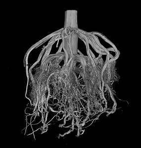 X-ray Imaging in Plant Biology: Seeing the Unseen - Danforth Plant Science Center