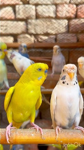 Happy Yellow Budgies 🐦💛 | Singing & Chirping Sounds #short #budgies