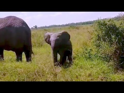 Baby elephant adorably tries to eat leaves like his mother