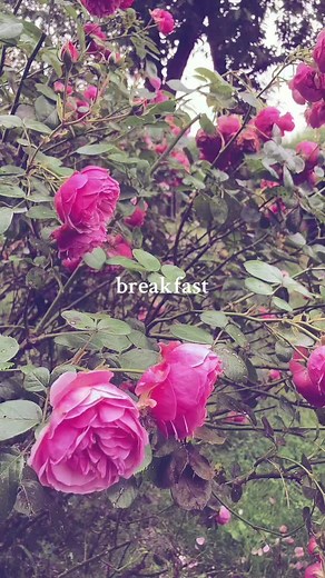 Helena, Ludo, or Ella: Breakfast Options Explored