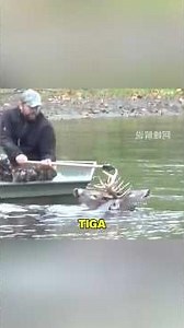 Two Elk Trapped Together for 3 Days… A Brave Rescue Saved Their Lives | Amazing Wildlife Story#sho..