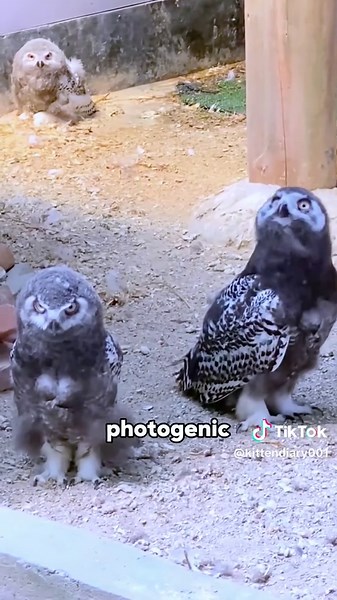 Hedwig #foryour #funny #animals #snowyowl #cute #tiktok #fyp | animals