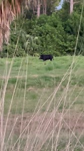 3.9K views · 71 reactions | Just saw a wild boar and some deer near the Braves Spring Training Facility  Please ignore @DHickoxWSB in the background  | Alison Mastrangelo | Facebook
