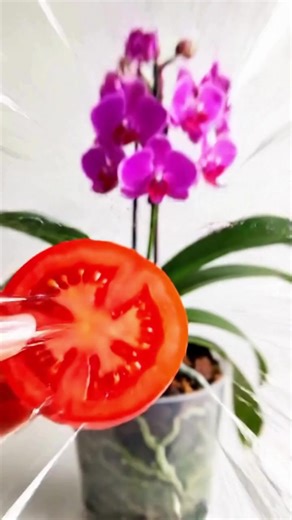 Cultivating Exquisite Orchids: Essential Tips for Healthy Plants and Beautiful Blooms | Home & Gardening tips