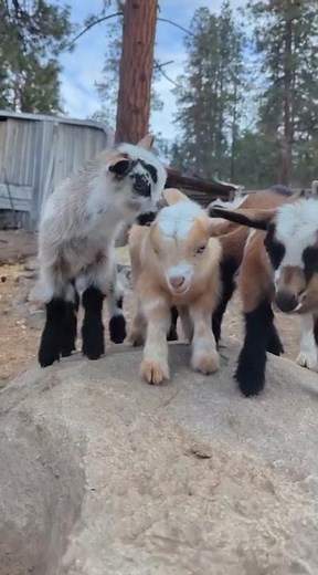 Cutest Baby Goats You'll See Today! 🐐❤️ Too Adorable to Handle!