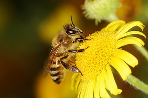 10 MOST Common Bees in Michigan (2023 Guide) - The Gardening Dad