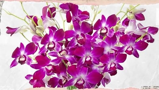 Fresh Exotic Orchids Direct from our farms in Thailand
