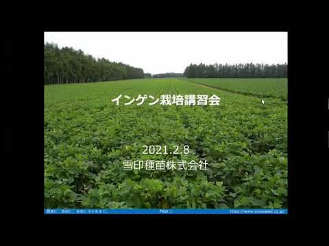 インゲン豆栽培講習会