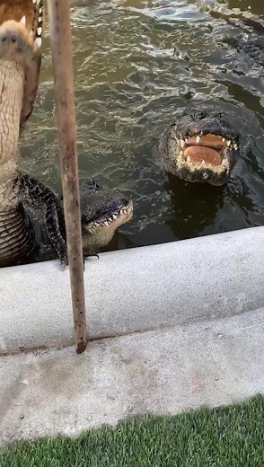 111K views · 3.9K reactions | Meet a new gator names muttley! More...