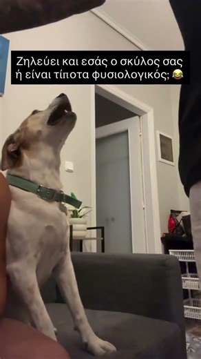 Ζηλεύει και εσάς ο σκύλος σας ή είναι τίποτα φυσιολογικός; 😂 #κατοικιδια