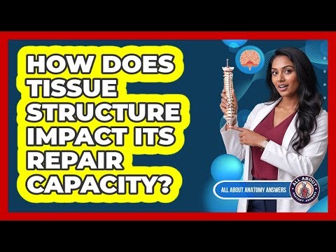 How Does Tissue Structure Impact Its Repair Capacity?