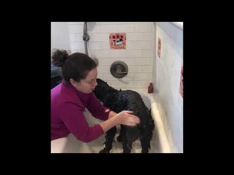 How To Wash Your Dog Correctly