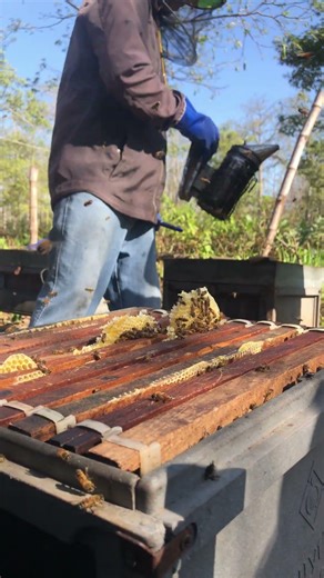Tiny Hive Workers 🐝 | How Bees Keep the Colony Thriving
