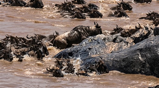 Watch what happens when a crocodile launches a sudden ambush from still water