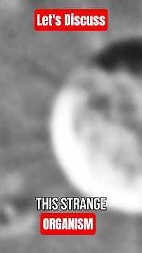 Ancient Organism Discovery Rewrites Evolution Timeline! #science