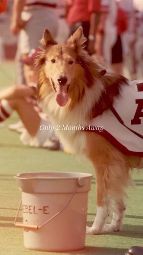 Kyle, we miss you. #aggiefootball #aggies #12thman #gigem #texasaggies #fyp