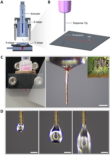 Engineers repurpose a mosquito proboscis to create a 3D printing nozzle