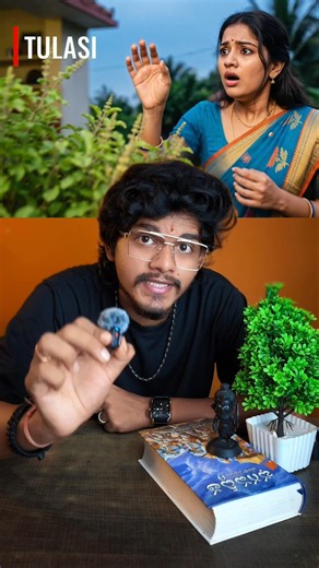 Tulsi Plant at Home? Never Make These Mistakes!
