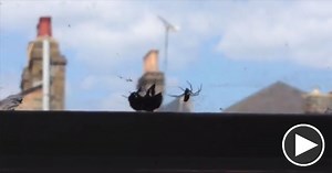 Bee Trapped in Spider’s Web Gets Rescued by Another Bee