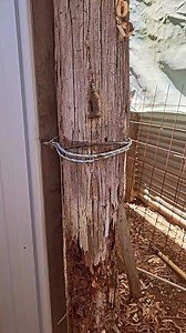 2.7K views · 41 reactions | Native bee rescue that was a little...