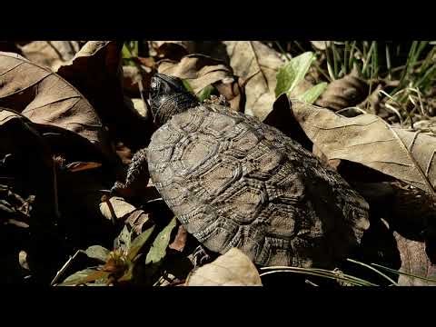 The Wood Turtle