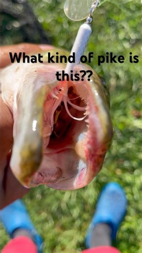 Rooster Tail for the W! (Fillets shown at end) #fyp #fishing #roostertail #adventure #howto #follow