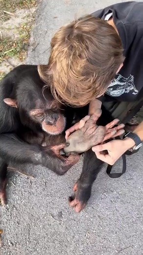 15K views · 113 reactions | Helping out baby chimp with a little splinter on his foot. | Geographical Beauty | Facebook
