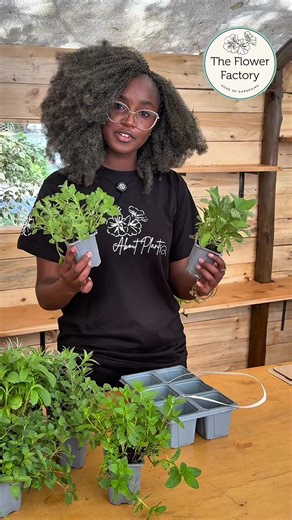 Flower Factory Herbs Starter Kit: Easy Indoor Gardening