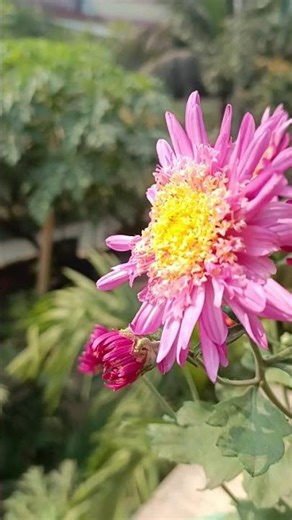 love this view 😍😘 #flowers #plantsofindia #shots #viwes #trending #love #song