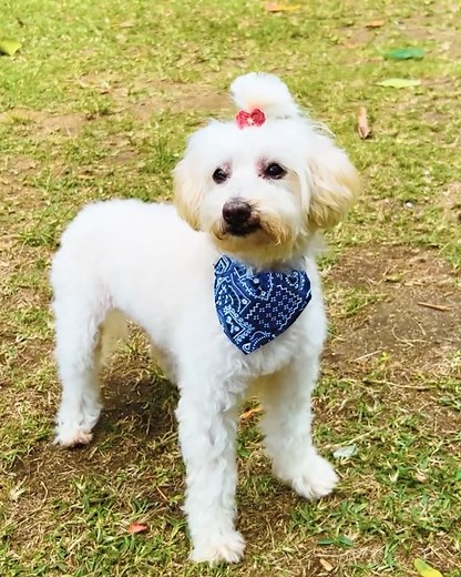 O Amigão on Instagram: "Estilo e conforto para o seu amigo de quatro patas! 🐶✨ Nossa coleira com bandana garante segurança durante os passeios, deixando seu pet sempre protegido e estiloso. Corra até uma de nossas unidades e garanta a coleira com bandana perfeita para o seu pet! Confira a disponibilidade do produto: COLEIRA COM BANDANA TAMANHO P - R$ 2,99 (Cód: 7908728306714) COLEIRA COM BANDANA TAMANHO M - R$ 4,99 (Cód: 7908728306721) COLEIRA COM BANDANA TAMANHO G - R$ 7,99 (Cód: 7908728306738