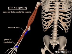 pronation and supination of the forearm on Make a GIF