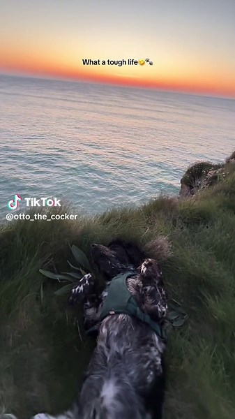 OttotheCocker on TikTok