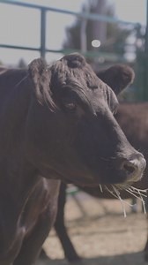 We only printed 10,000 copies of The Old Fashioned on Purpose Planner — and when they’re gone, they’re gone. A beautifully simple way to stay organized, grounded, and connected to the rhythms that matter. | Homestead Living