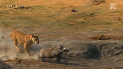 15K views · 103 reactions | Explore the tactics and maneuvers of some of the world's most formidable apex predators. Don't miss the premiere of #PredatorVPrey tonight at 8pm on BBC America and AMC+ | BBC America | Facebook