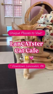 Cats, Coffee, Community ☕️🐱💗 The LanCATster Cat Cafe in Downtown Lancaster offers an eclectic, cozy cafe where visitors can play and interact with cats! All cats in the cafe are available for adoption through the Columbia Animal Shelter. Swing by the LanCATster cat cafe and get not only a great cup of coffee, but to meet your new best friend!🐈✨ | Discover Lancaster