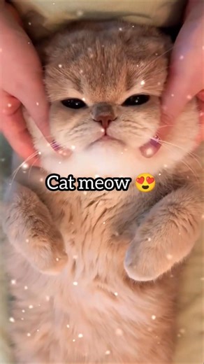cat meow |Cat sound ||Cat voice ||Cat effect 😍#kitten meowing