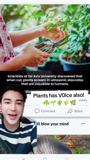 Plants Communicating Through Ultrasonic Frequencies