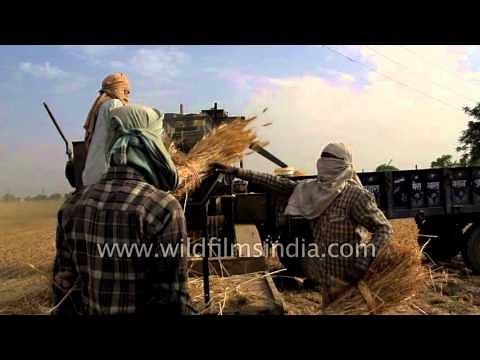Wheat threshing captured in slow motion