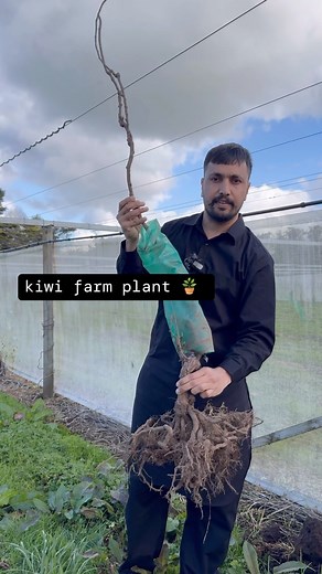 KIWI FARM PLANTING | Aman Ghuman