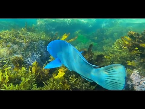 The Blue Groper -with insights from Marine Biologist Sian Liddy at Cabbage Tree Bay Aquatic Centre