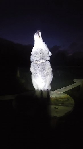 Night howler #wolf #wolfdog #animals #tiktok #trending #viral #fyp #howl
