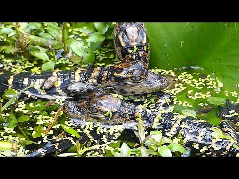 Close Up Look at Alligator Hatchlings Eating and Interacting in the Wild