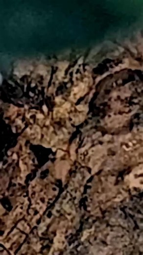 AntsCanada on Instagram: "My newly added BLUE ANTS are arboreal 💙🐜 #AntsCanada #ACfamily #antloveforever"