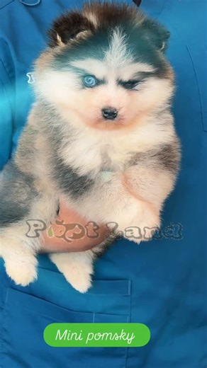 Rayyana Abudalu on Instagram: "Southkorean #minipomsky #pomsky #petlanddxb.. elegance in its highest forms! 💚🤎"