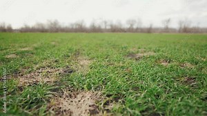 green wheat sprouts on early spring field. farming wheat green field agribusiness concept. walk in a large wheat field. agriculture young crop of green wheat in spring on field landscape crop
