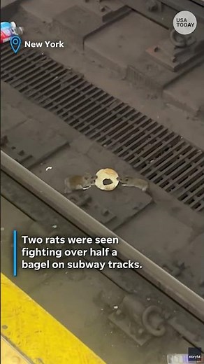 Subway rats battle over half a bagel