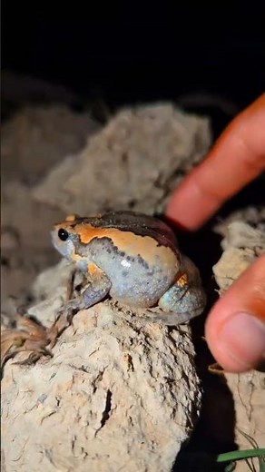 Touch Frog Funny boing boing | Funny Frogs jump for laugh | Meme frog for fun