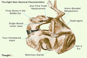 These Eight Traits Separate Mammals From Other Vertebrates