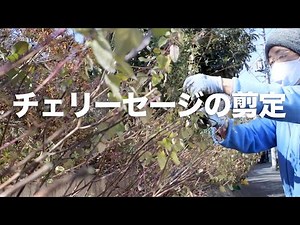 【Vlog】チェリーセージの剪定